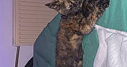 Caramel participe au concours pour gagner de l'argent avec cette photo : kitten, cat, sleeping, tortoiseshell, blanket, comforter, bedroom, indoor, furniture, radiator, television, cozy, pet, resting, fur, paw, cute, animal, relaxed, home