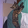 kitten, cat, sleeping, tortoiseshell, blanket, comforter, bedroom, indoor, furniture, radiator, television, cozy, pet, resting, fur, paw, cute, animal, relaxed, home