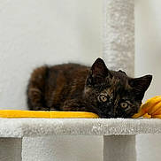 Caramel participe au concours pour gagner de l'argent avec cette photo : cat, kitten, tortoiseshell, feline, pet, animal, indoor, cat_tree, blanket, resting, cute, young, fur, whiskers, ears, eyes, closeup, portrait, soft, cozy