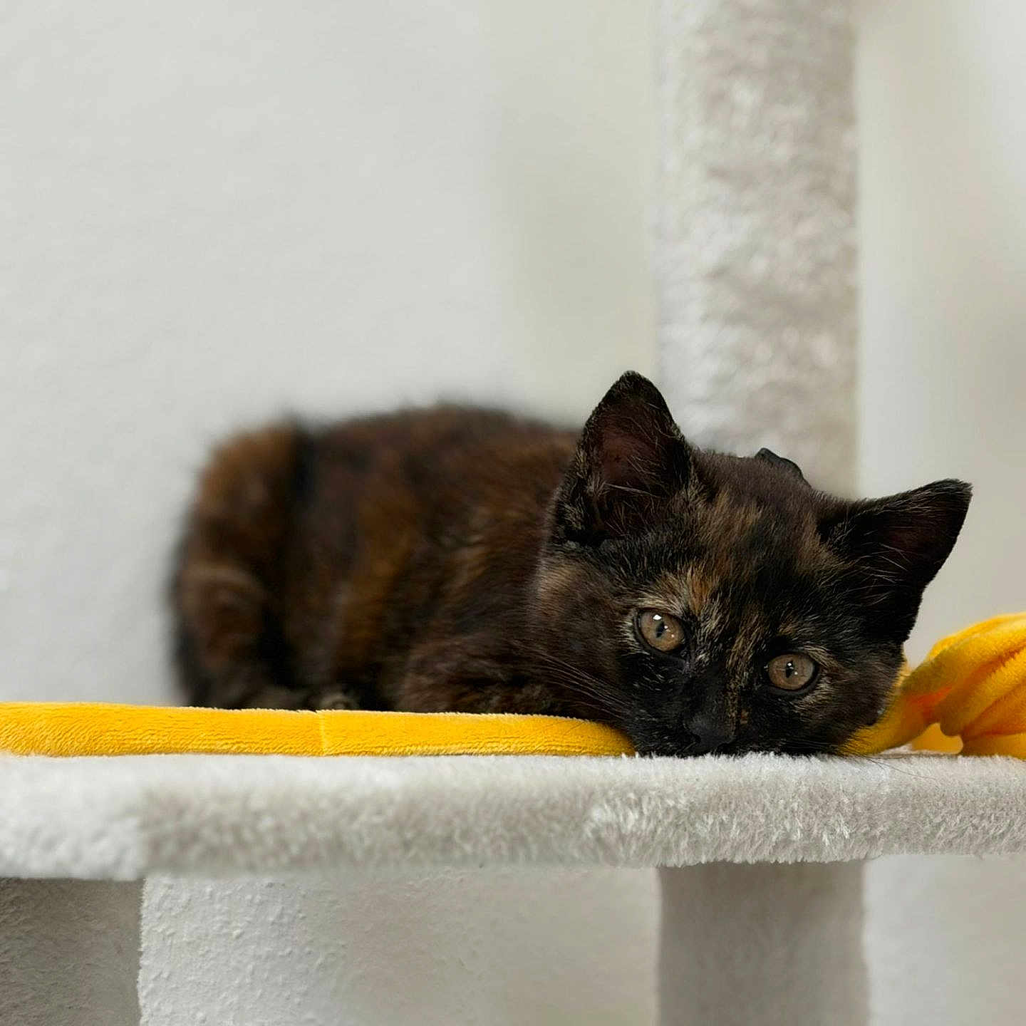 Caramel participe au concours pour gagner de l'argent avec cette photo : cat, kitten, tortoiseshell, feline, pet, animal, indoor, cat_tree, blanket, resting, cute, young, fur, whiskers, ears, eyes, closeup, portrait, soft, cozy