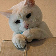 Loulou participe au concours pour gagner de l'argent avec cette photo :