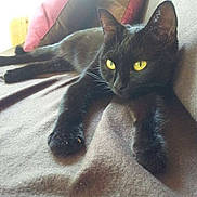 Fifoune a rejoint le concours — aidez-le/la à gagner de superbes lots !