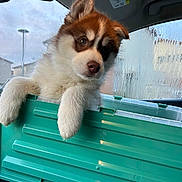 Mokka participe au concours pour gagner de l'argent avec cette photo : brown_and_white, car_interior, condensation, cute, daylight, dog, ears, fluffy, houses_outside, looking_at_camera, nose, paws, pet, plastic_container, puppy, rearview_mirror, seat, teal_container, travel, wet_window