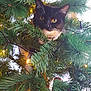 cat, christmas_tree, holiday_decor, lights, ornament, tuxedo_cat, greenery, indoor, festive, curious, pet, animal, whiskers, feline, pine_needles, closeup, tree_branch, decoration, cute, christmas_lights
