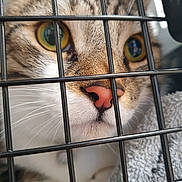 Milo joined the competition — help win amazing prizes! cat, close_up, cage, animal, pet, face, whiskers, pink_nose, green_eyes, fur, curious, confined, indoor, metal_bars, blanket, soft_texture, portrait, feline, macro, domestic_animal