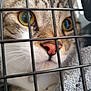 cat, close_up, cage, animal, pet, face, whiskers, pink_nose, green_eyes, fur, curious, confined, indoor, metal_bars, blanket, soft_texture, portrait, feline, macro, domestic_animal