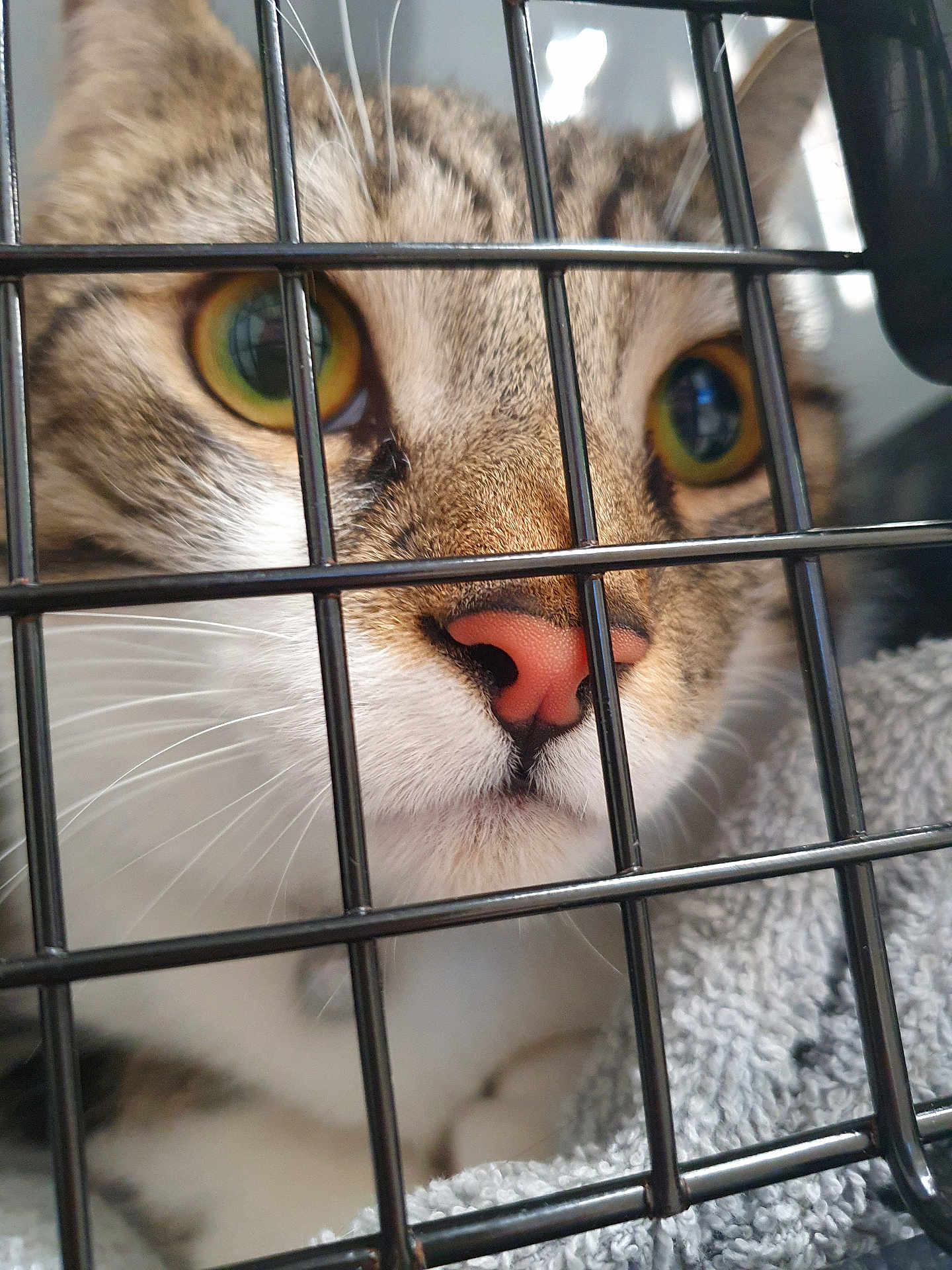 Milo