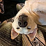dog, canine, pet, lying_down, upside_down, nose, ear, blanket, pattern, texture, fur, closeup, indoor, relaxed, cute, animal, mammal, comfortable, resting, sleepy