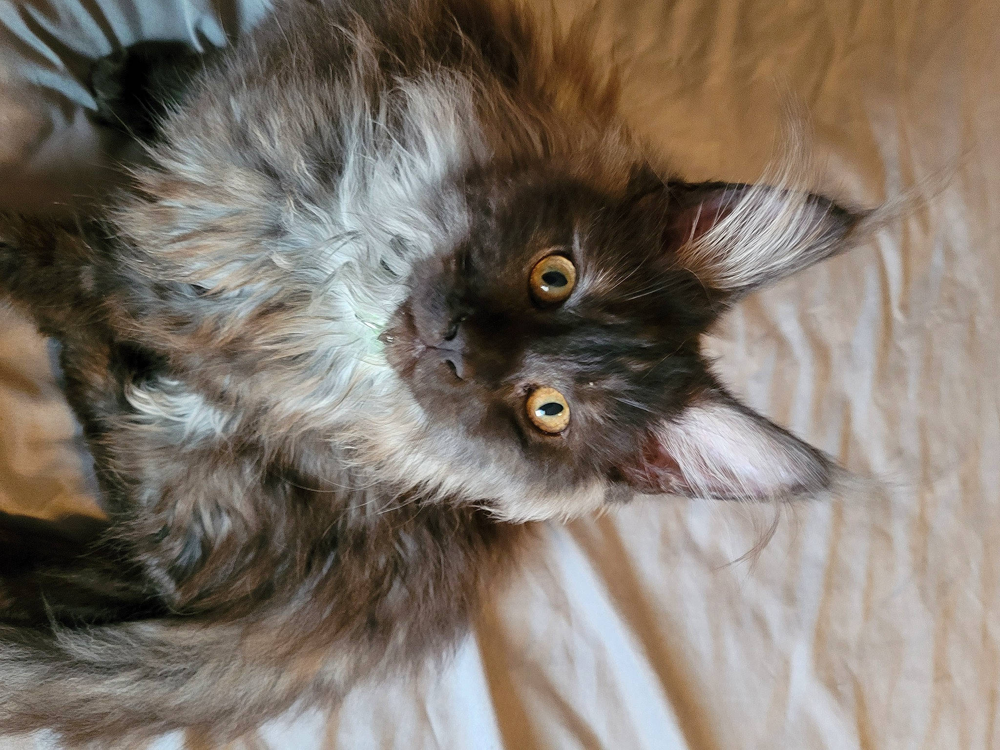 Diva joined the competition — help win amazing prizes! british_longhair, carnivore, cat, claw, companion_dog, dog_breed, fawn, felidae, fur, liver, paw, small_to_medium_sized_cats, snout, tail, terrestrial_animal, whiskers