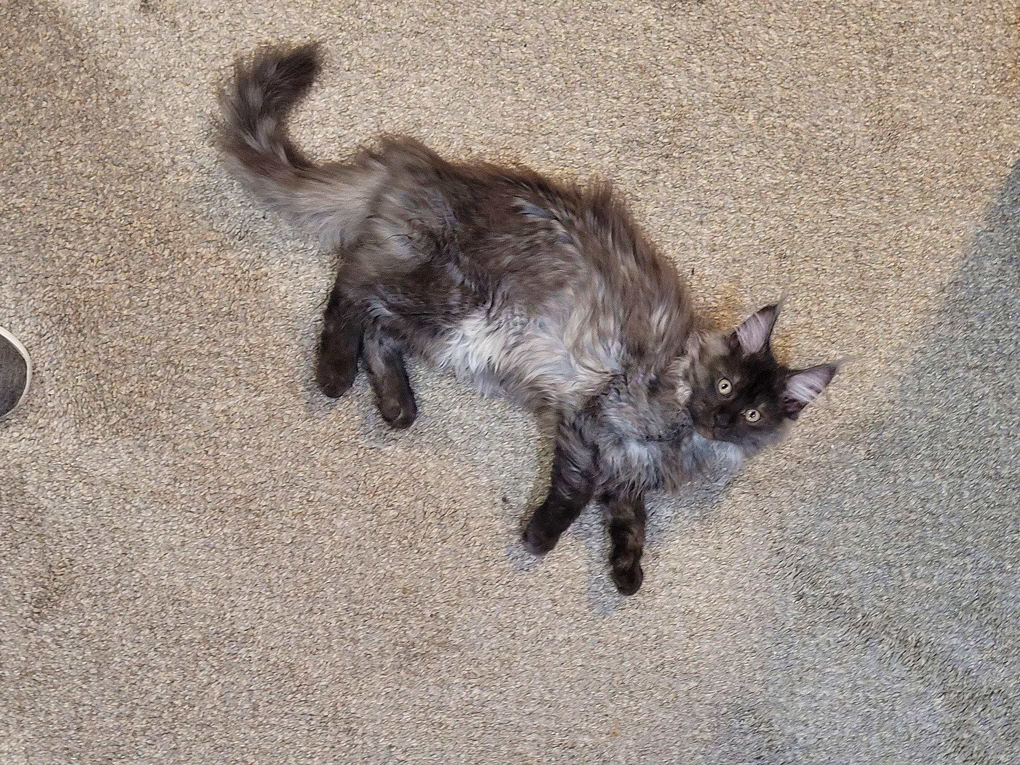 Diva is registered to the contest to win money with this photo: black_cat, canidae, carnivore, cat, claw, dog_breed, domestic_short_haired_cat, fawn, felidae, fur, paw, shadow, small_to_medium_sized_cats, snout, sporting_group, tail, terrestrial_animal, whiskers