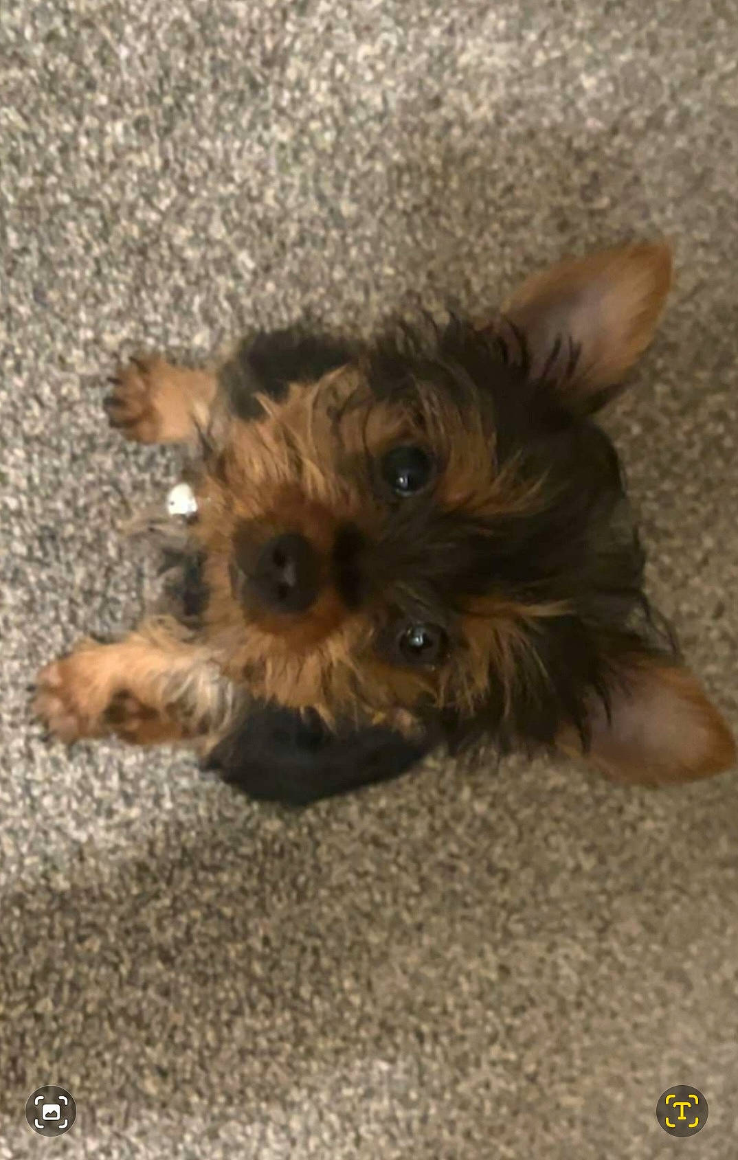 Bear joined the competition — help win amazing prizes! biewer_terrier, canidae, carnivore, companion_dog, dog, dog_breed, dog_supply, fawn, fur, liver, small_terrier, snout, sporting_group, terrestrial_animal, terrier, toy_dog, working_animal, yorkipoo