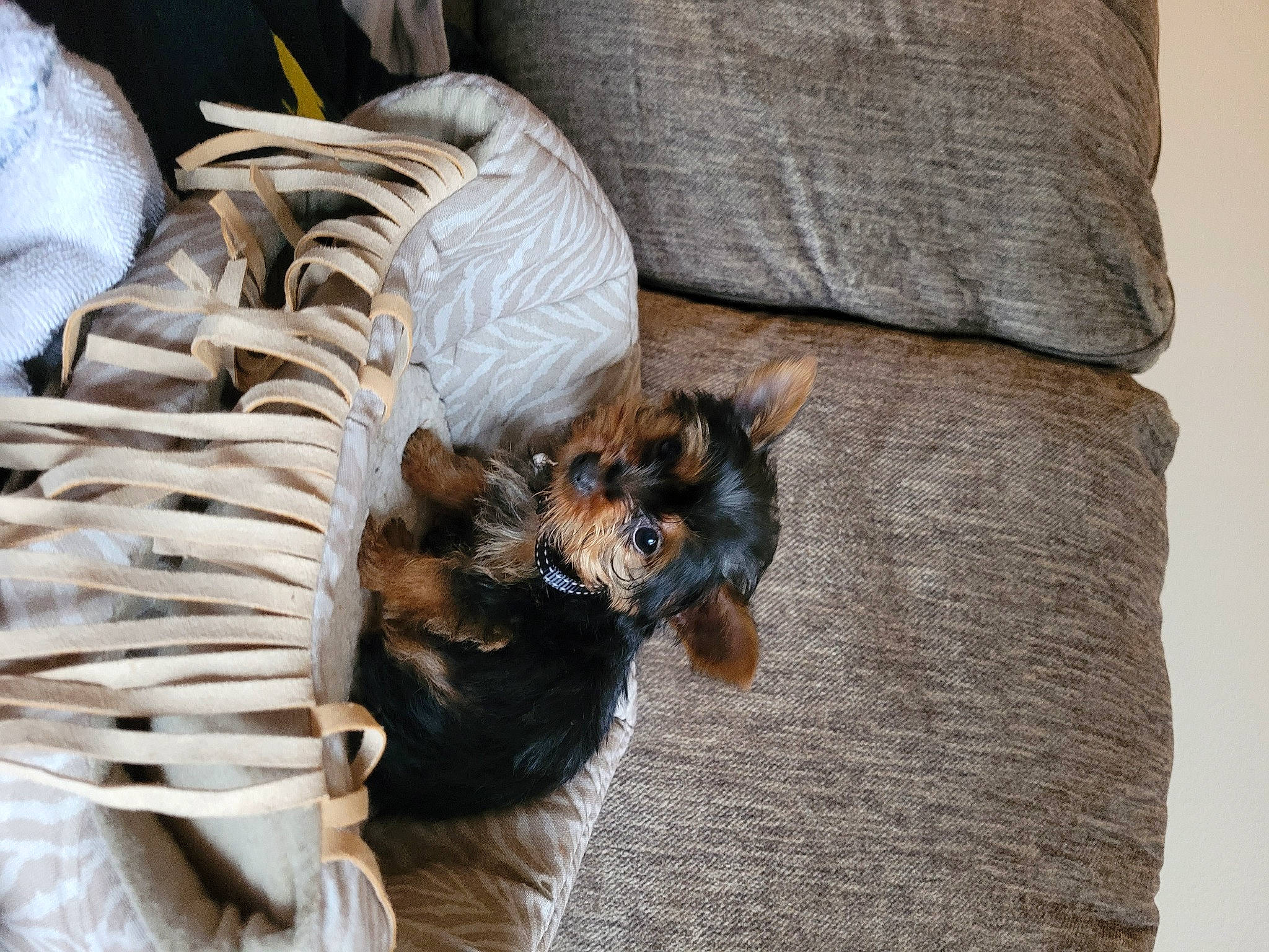 Bear joined the competition — help win amazing prizes! canidae, carnivore, claw, companion_dog, dog, dog_breed, fawn, feather, felidae, fur, palm_tree, small_to_medium_sized_cats, sporting_group, tail, tree, trunk, whiskers, wildlife, window, wood