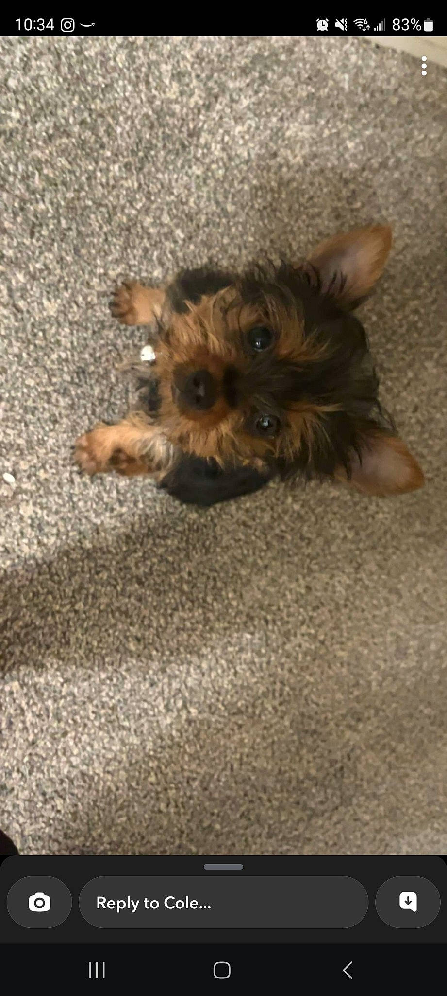 Bear joined the competition — help win amazing prizes! biewer_terrier, canidae, carnivore, companion_dog, dog, dog_breed, dog_supply, fawn, flooring, fur, liver, paw, small_terrier, snout, sporting_group, terrestrial_animal, terrier, toy_dog, working_animal, yorkipoo