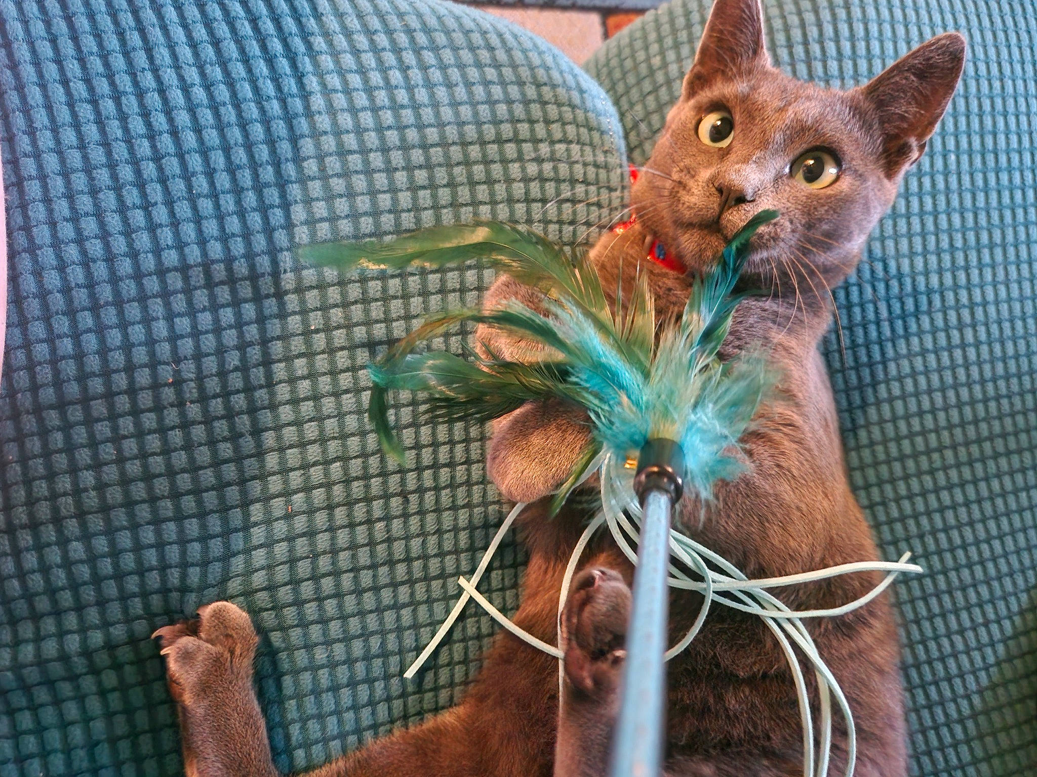 Griffon a rejoint le concours — aidez-le/la à gagner de superbes lots ! carnivore, cat, fawn, felidae, fur, green, houseplant, liver, mesh, organism, pet_supply, photograph, snapshot, snout, tail, terrestrial_animal, terrestrial_plant, toy, whiskers, window