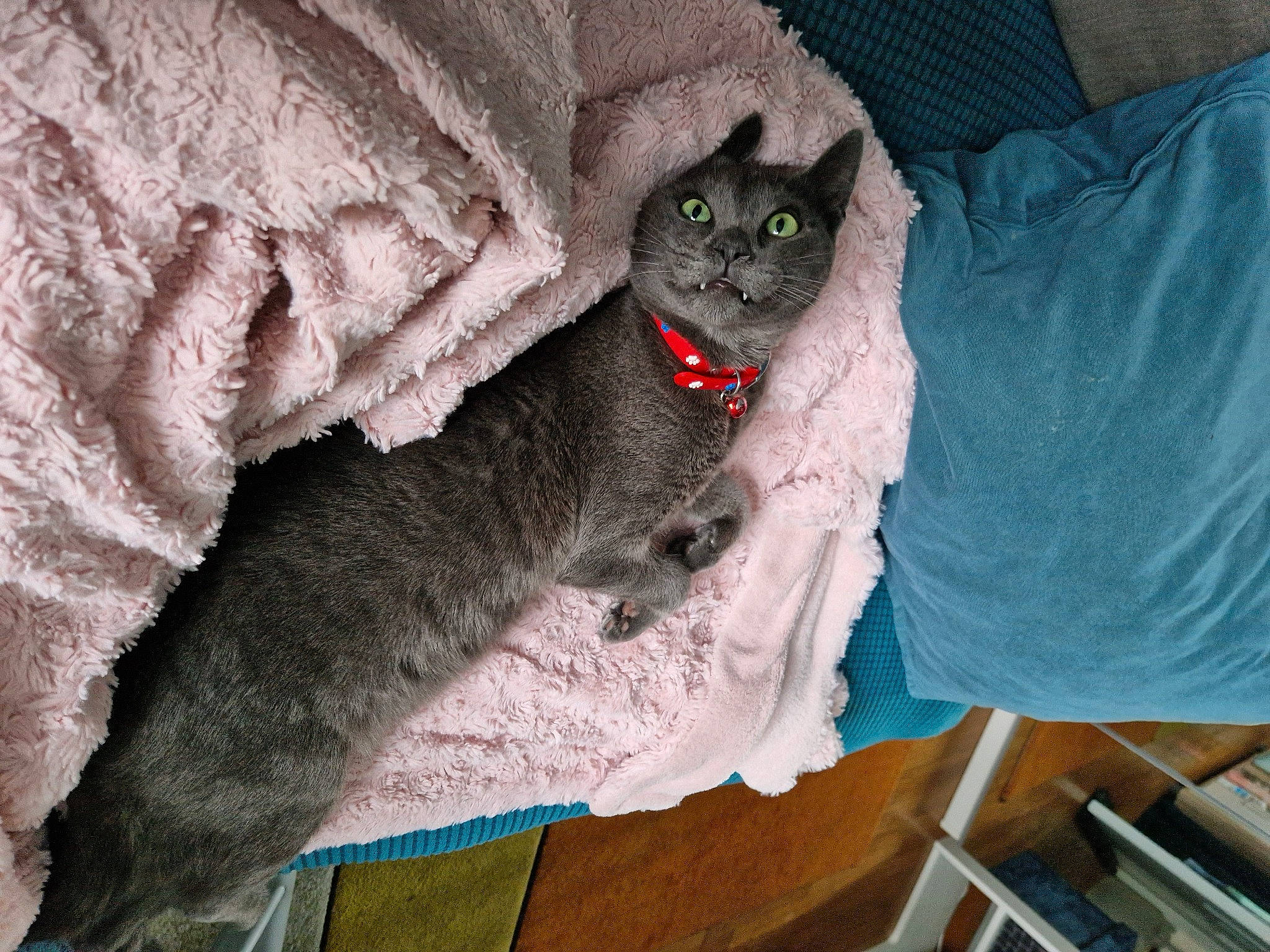 Griffon participe au concours pour gagner de l'argent avec cette photo : carnivore, cat, comfort, domestic_short_haired_cat, eye, felidae, fur, grey, sitting, small_to_medium_sized_cats, snout, t_shirt, tail, whiskers