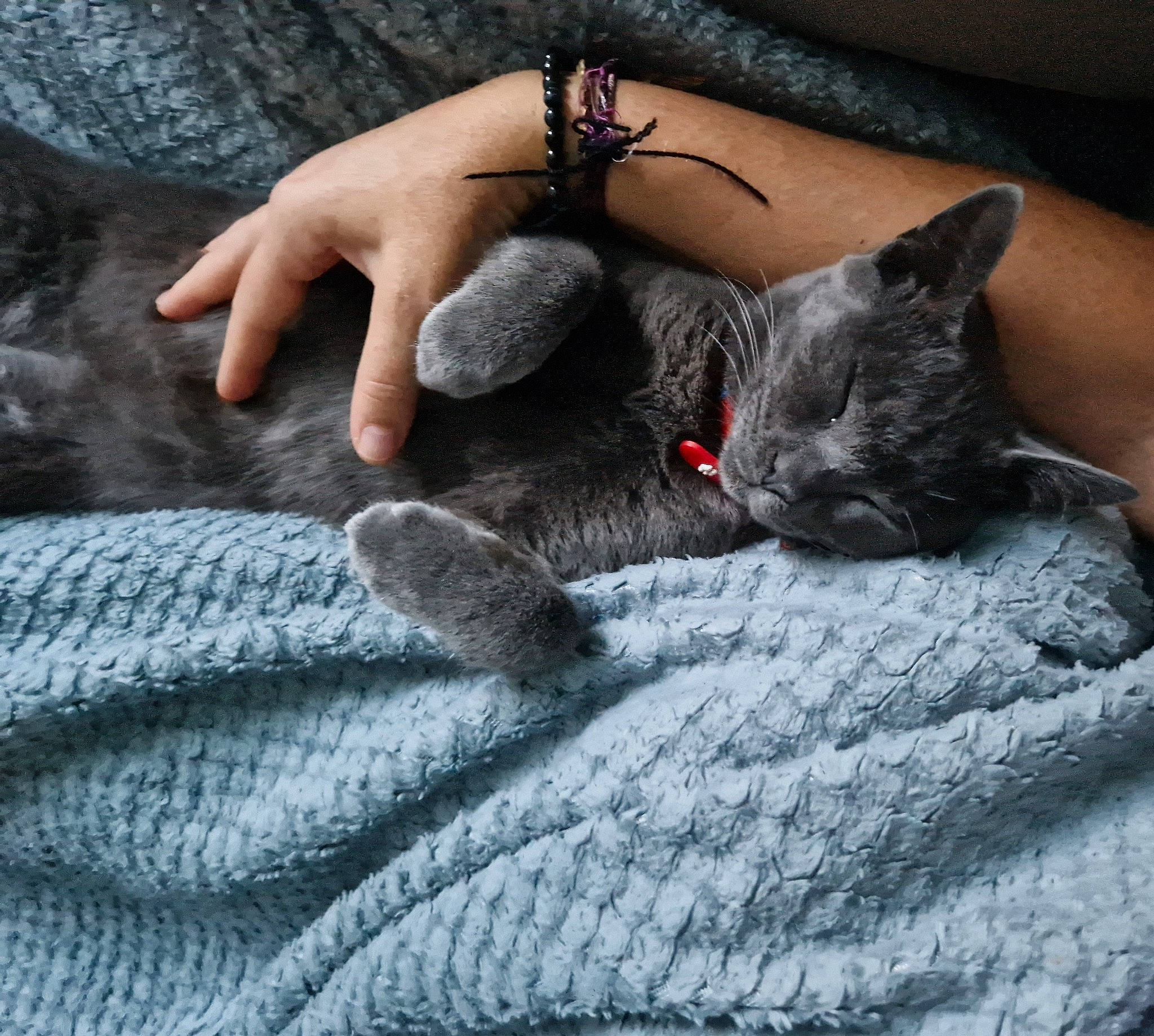 Griffon a rejoint le concours — aidez-le/la à gagner de superbes lots ! black_cat, carnivore, cat, claw, comfort, couch, domestic_short_haired_cat, felidae, foot, fur, gesture, grey, human_leg, leg, nail, paw, small_to_medium_sized_cats, snout, tail, whiskers