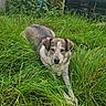 Naya a rejoint le concours — aidez-le/la à gagner de superbes lots ! dog, puppy, mixed_breed, animal, grass, garden, outdoor, portrait, crouching, lying_down, looking_at_camera, brown_and_white, black_and_white, floppy_ears, snout, fur, plants, fence, backyard, nature