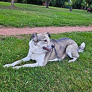 Naya a rejoint le concours — aidez-le/la à gagner de superbes lots ! dog, canine, gray_and_white, lying_down, grass, park, outdoors, leash, tongue_out, floppy_ears, fur, pet, animal, relaxed, happy, portrait, trees, walking_path, picnic_area, nature