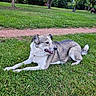dog, canine, gray_and_white, lying_down, grass, park, outdoors, leash, tongue_out, floppy_ears, fur, pet, animal, relaxed, happy, portrait, trees, walking_path, picnic_area, nature