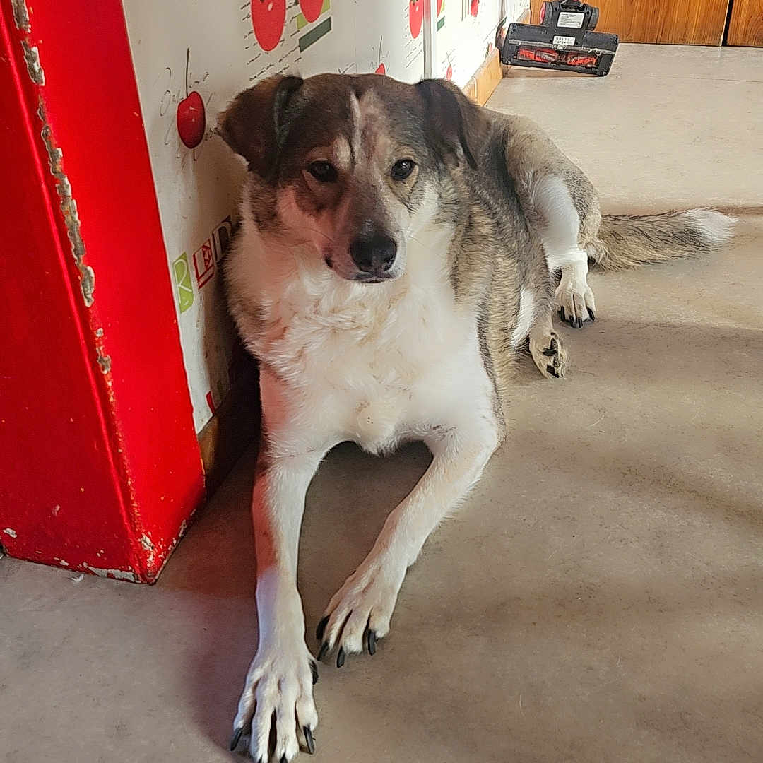 Naya participe au concours pour gagner de l'argent avec cette photo : dog, mixed_breed, lying_down, relaxed, portrait, face, eyes, ears, tail, paws, fur, black_and_white, brown_fur, indoor, hallway, floor, wall, vacuum_cleaner, heart_decoration, home