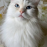 Chocolat participe au concours pour gagner de l'argent avec cette photo : cat, fluffy, white_cat, blue_eyes, pet, animal, portrait, close_up, feline, whiskers, cute, indoor, soft_light, fur, face, ears, background, floral_pattern, sitting, domestic_cat