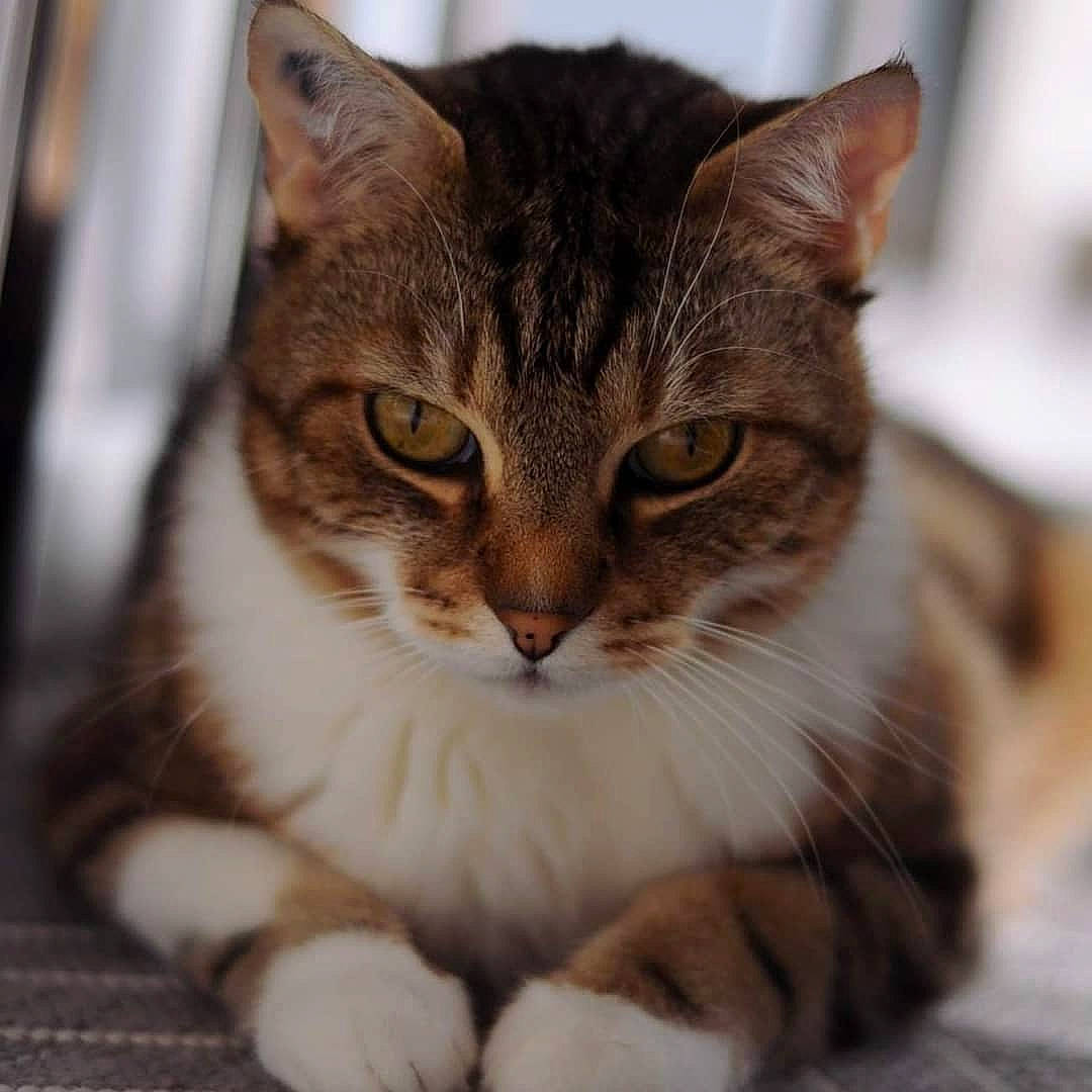 Poker participe au concours pour gagner de l'argent avec cette photo : box, carnivore, cat, claw, domestic_short_haired_cat, felidae, fur, paw, small_to_medium_sized_cats, snout, terrestrial_animal, tree, whiskers, wildlife, window