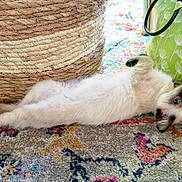 Ruby Leigh joined the competition — help win amazing prizes! animal, basket, cat, curious, cute, domestic, fluffy, furniture_leg, green_bag, indoor, kitten, lying_down, patterned_rug, pet, relaxed, rug, siamese, small, stretching, woven_basket