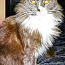 Mittens is registered to the contest to win money with this photo: cat, fluffy, yellow_eyes, pet, indoor, feline, fur, animal, mammal, sitting, portrait, whiskers, paw, closeup, domestic, cute, furry, face, looking, resting