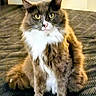 Mittens is registered to the contest to win money with this photo: cat, feline, yellow_eyes, fluffy_fur, white_chest, sitting, indoor, pet, animal, domestic_cat, fur, whiskers, ears, tail, looking_at_camera, cozy, bedspread, home, portrait, furry