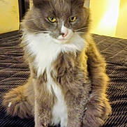 Mittens joined the competition — help win amazing prizes! cat, fluffy, gray_cat, white_fur, pet, indoor, bed, bedspread, feline, animal, sitting, portrait, yellow_light, domestic_cat, fur, whiskers, ears, tail, cute, home