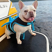 Pepe is registered to the contest to win money with this photo: adventure, animal, black, blue, boat, canine, dock, dog, french_bulldog, happy, lake, life_jacket, nature, outdoor, pet, summer, tongue_out, vacation, water, yellow