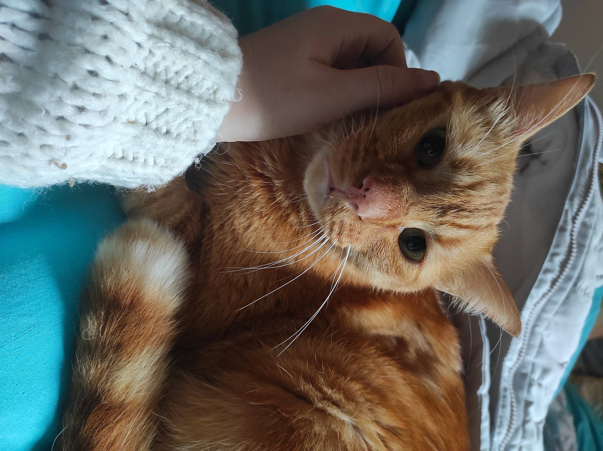 Oliver a rejoint le concours — aidez-le/la à gagner de superbes lots ! canidae, carnivore, cat, claw, comfort, domestic_short_haired_cat, drinking, ear, fawn, felidae, fur, gesture, human_leg, nail, paw, small_to_medium_sized_cats, snout, tail, thumb, whiskers