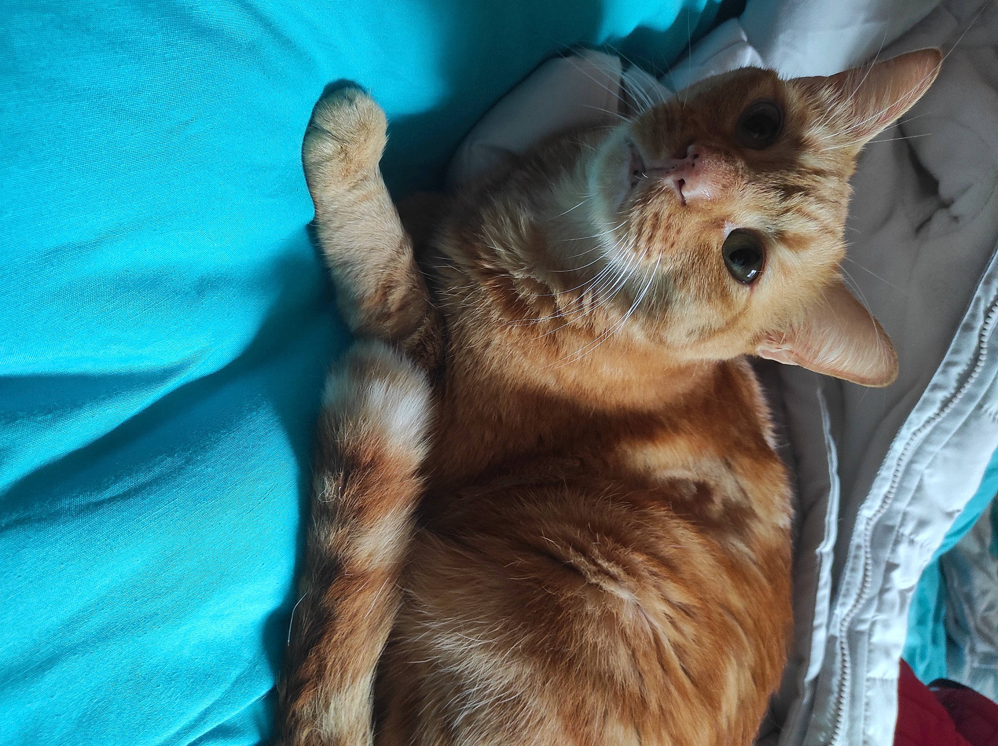 Oliver participe au concours pour gagner de l'argent avec cette photo : canidae, carnivore, cat, claw, comfort, companion_dog, dog_breed, ear, electric_blue, eye, fawn, felidae, fur, gesture, paw, small_to_medium_sized_cats, snout, terrestrial_animal, whiskers, wildlife