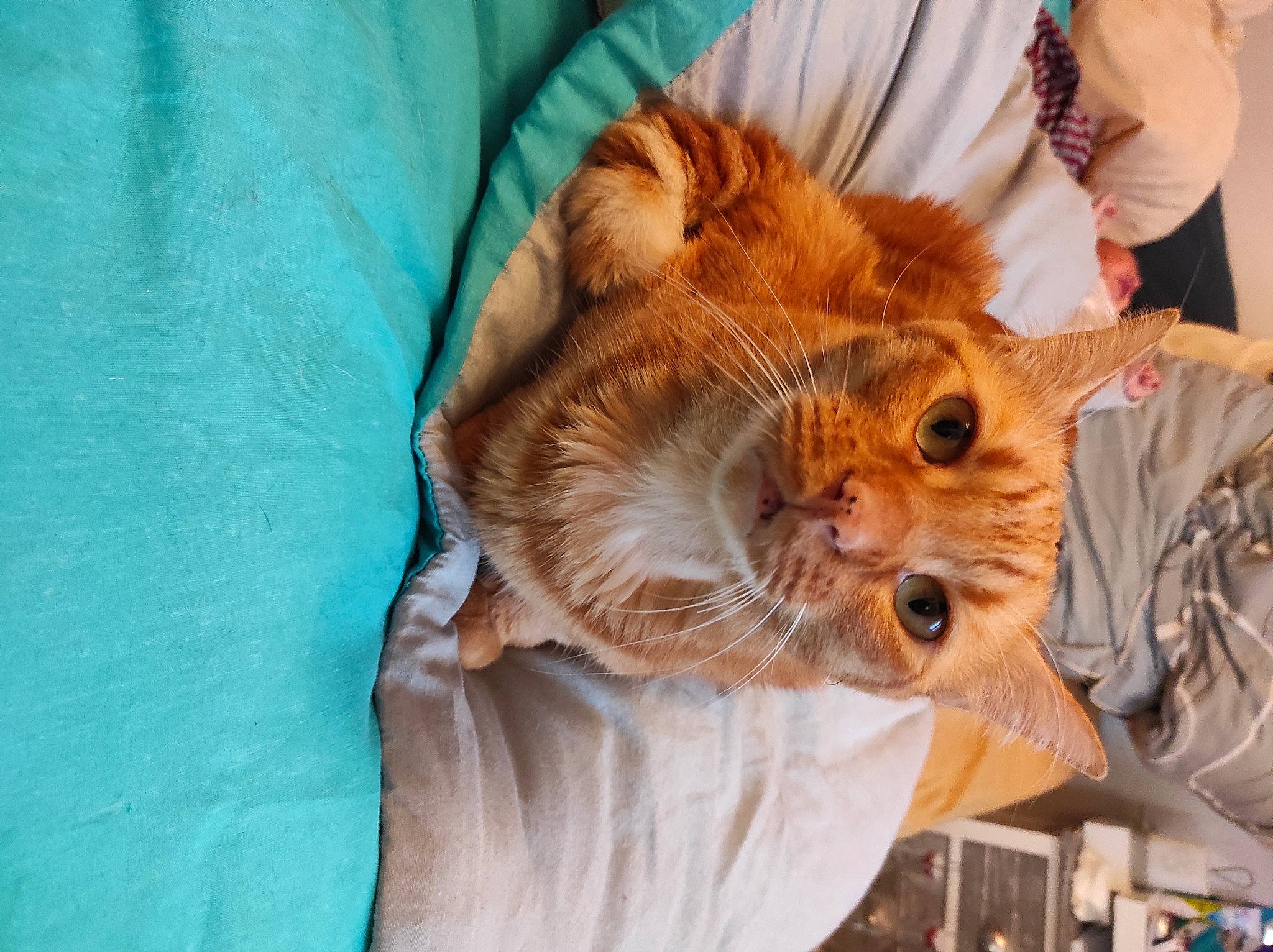 Oliver a rejoint le concours — aidez-le/la à gagner de superbes lots ! canidae, carnivore, cat, child, claw, comfort, companion_dog, domestic_short_haired_cat, ear, fawn, felidae, fur, linens, orange, plant, small_to_medium_sized_cats, snout, tail, tree, whiskers