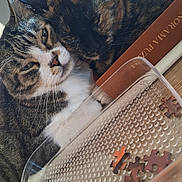 Bambou a rejoint le concours — aidez-le/la à gagner de superbes lots ! cat, cats, feline, snuggling, closeup, puzzle, puzzle_pieces, box, table, indoors, pet, cozy, fur, whiskers, resting, companion, domestic_animal, sleepy, cute, two_animals