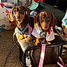 dog, dachshund, pet, animal, leather_stool, indoor, clothing, fan, pillow, carpet, leash, toy, footwear, cute, brown, small_dog, household_items, curious, pair, seated