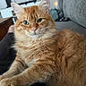 Booger joined the competition — help win amazing prizes! cat, orange_tabby, ginger_cat, fluffy, furry, pet, animal, whiskers, green_eyes, ears, paws, lying_down, lounging, couch, indoor, home, portrait, close_up, soft_fur, relaxed