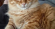 Booger joined the competition — help win amazing prizes! cat, orange_cat, fluffy, furry, pet, animal, portrait, closeup, face, whiskers, ears, eyes, tabby, ginger, sitting, couch, indoor, home, cozy, photography