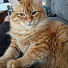 cat, orange_cat, fluffy, furry, pet, animal, portrait, closeup, face, whiskers, ears, eyes, tabby, ginger, sitting, couch, indoor, home, cozy, photography
