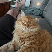 Booger joined the competition — help win amazing prizes! cat, orange_cat, fluffy, long_hair, sleepy, relaxed, pet, animal, whiskers, ears, paws, couch, blanket, living_room, indoor, person, legs, feet, cozy, portrait