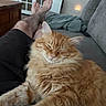 cat, orange_cat, fluffy, long_hair, sleepy, relaxed, pet, animal, whiskers, ears, paws, couch, blanket, living_room, indoor, person, legs, feet, cozy, portrait