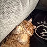 Booger joined the competition — help win amazing prizes! cat, orange_cat, fluffy, long_hair, sleepy, relaxed, lying_down, belly_up, paws, whiskers, ears, eyes, feline, pet, blanket, couch, lap, indoor, cozy, portrait
