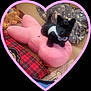animal, black_dog, blanket, blanket_pattern, cozy, cute, decor, floor, heart_shape, indoor, pet, pink, playful, plush_toy, puppy, small_dog, soft_toy, stuffed_animal, toy, wearing_clothes