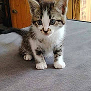 Canelle a rejoint le concours — aidez-le/la à gagner de superbes lots ! abyssinian, animal, cat, hardwood, kitten, manx, pet, siamese, wood