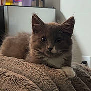 Princess Donut joined the competition — help win amazing prizes! kitten, cat, gray_cat, white_paws, fluffy, blanket, cozy, indoor, pet, cute, fur, animal, resting, curious, small, young_cat, domestic_cat, soft_texture, household, relaxed