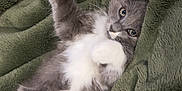Princess Donut joined the competition — help win amazing prizes! kitten, cat, gray, white, fluffy, paw, blanket, cozy, cute, pet, animal, fur, relaxed, indoor, soft, resting, sleepy, small, young, feline