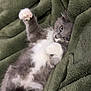 kitten, cat, gray, white, fluffy, paw, blanket, cozy, cute, pet, animal, fur, relaxed, indoor, soft, resting, sleepy, small, young, feline