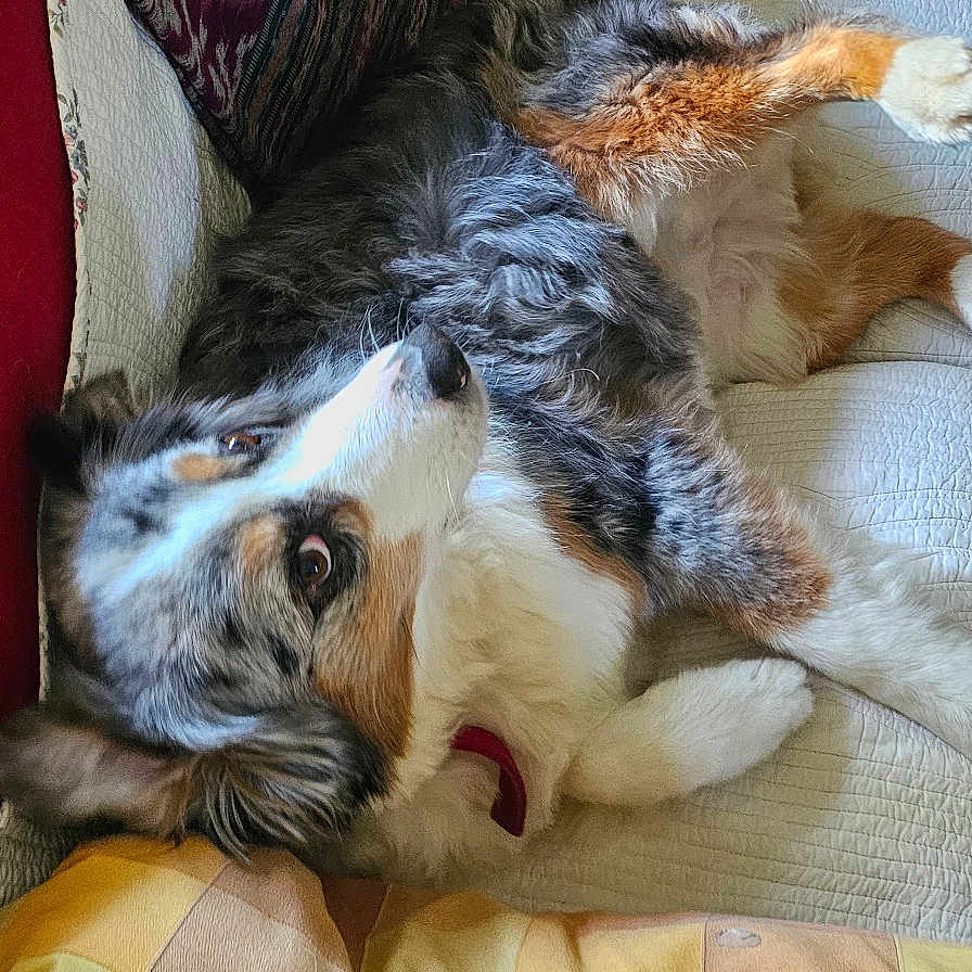 Ouija a rejoint le concours — aidez-le/la à gagner de superbes lots ! animal, blanket, comfortable, companion, couch, cozy, curious, dog, domestic, fur, home, indoor, laying_down, looking_up, pet, pillow, relaxed, resting, soft, tricolor