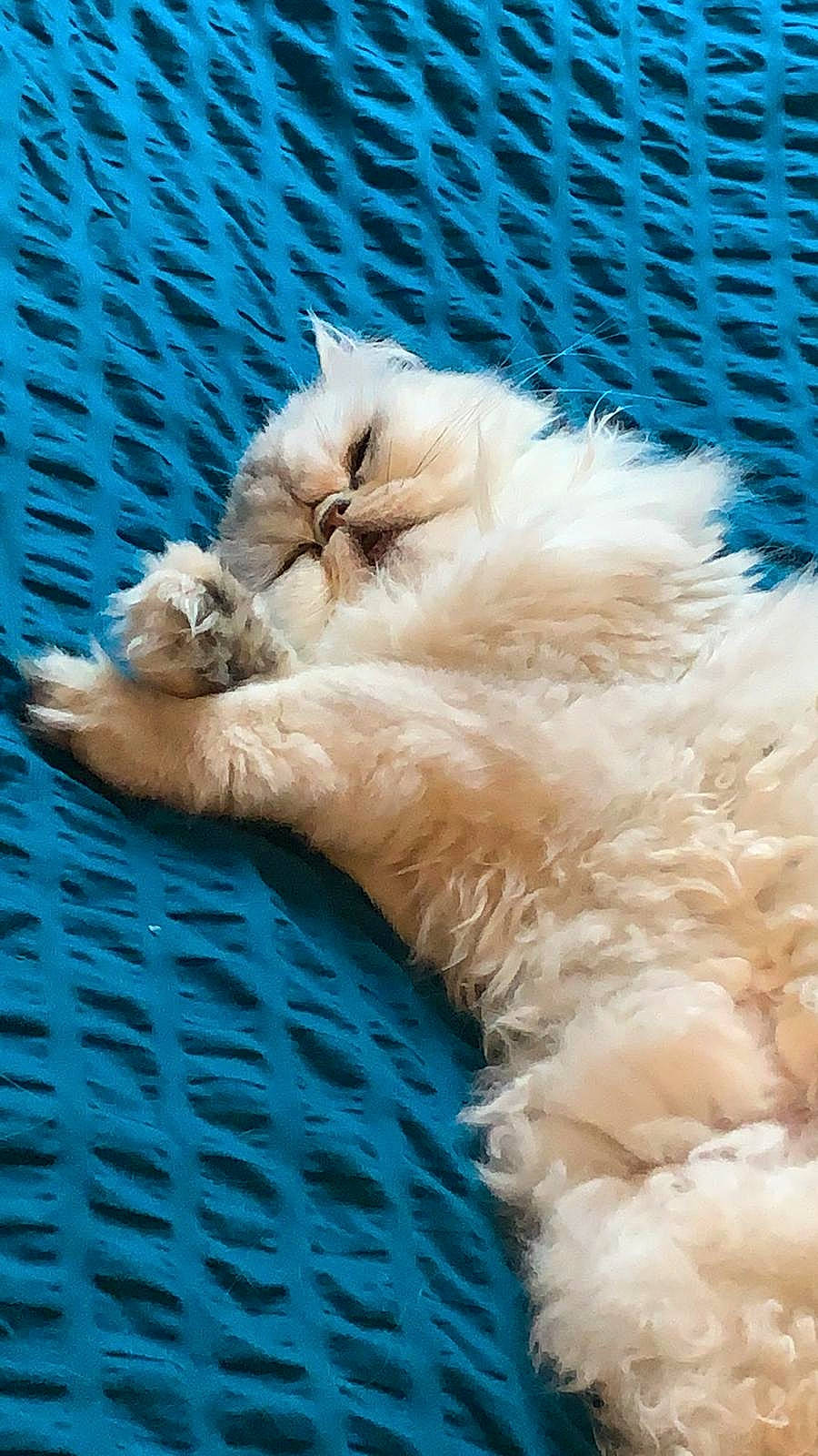 Lulu a rejoint le concours — aidez-le/la à gagner de superbes lots ! blue, carnivore, cat, claw, companion_dog, dog_breed, electric_blue, fawn, felidae, fur, mammal, paw, persian, ragdoll, selkirk_rex, small_to_medium_sized_cats, snout, tail, terrestrial_animal, whiskers