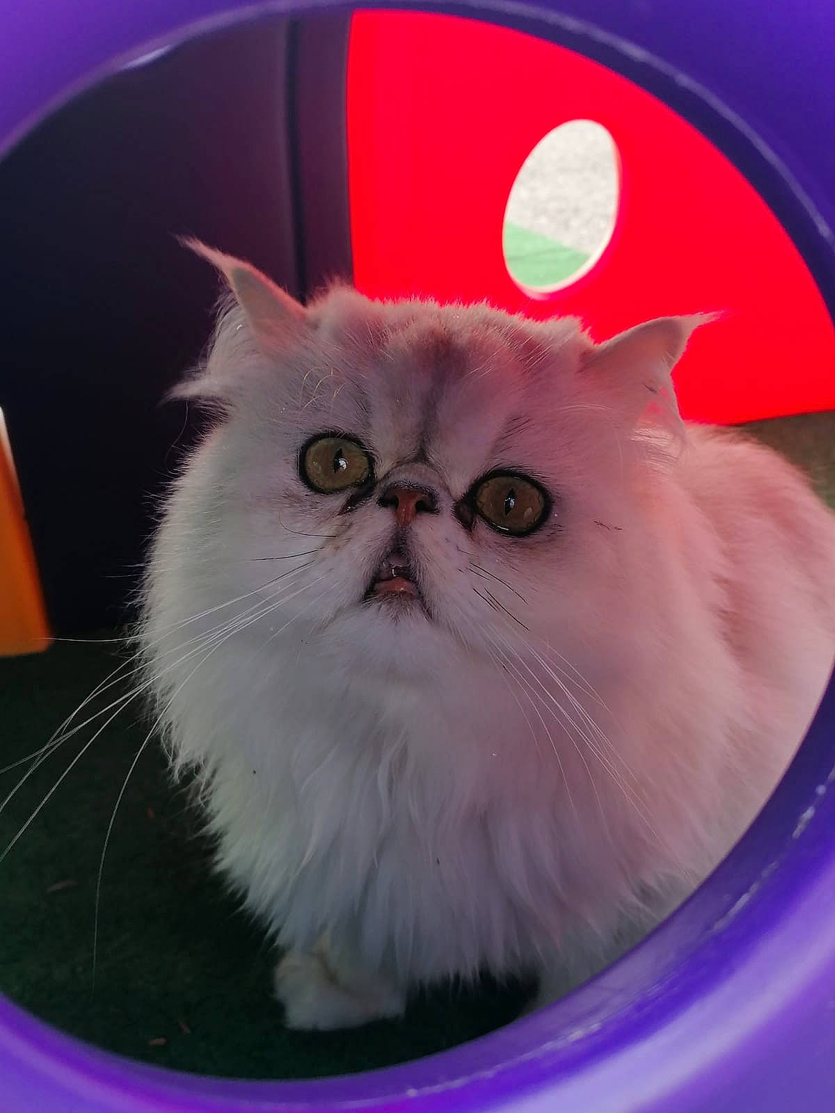 Lulu a rejoint le concours — aidez-le/la à gagner de superbes lots ! carnivore, cat, cat_supply, felidae, fur, iris, plant, sitting, small_to_medium_sized_cats, snout, vehicle_registration_plate, whiskers